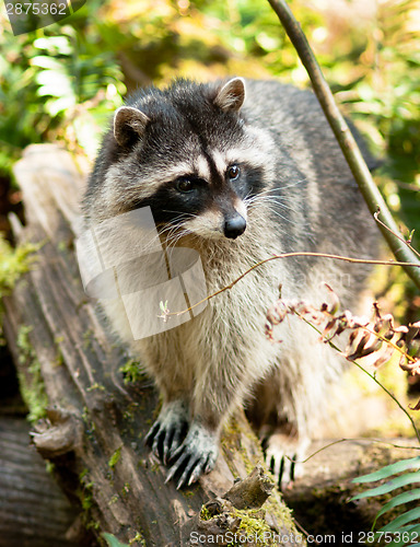 Image of Wild Animal Raccoon Foraging Fallen Logs Nature Wildlife Coon Om