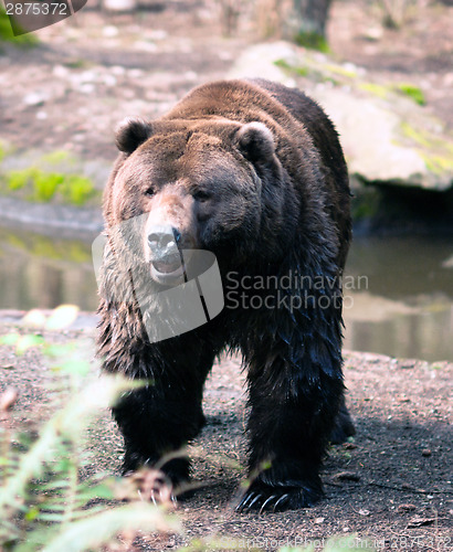 Image of Brown Grizzly Bear Stands Observing North American Animal Wildli