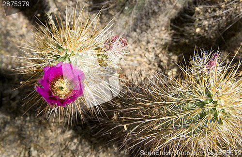 Image of Flowering Cactus