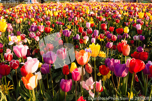 Image of Neat Rows Tulips Colorful Flower Petals Farmer's Bulb Farm