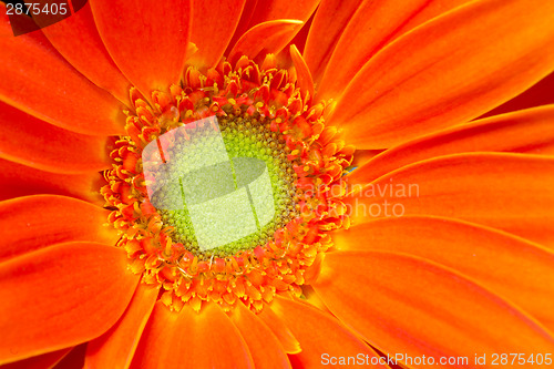 Image of Gerbera Flower Orange Yellow Petals Green Carpels Close up