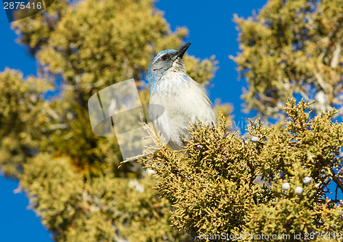 Image of Scrub Jay Blue Bird Great Basin Region Animal Wildlife