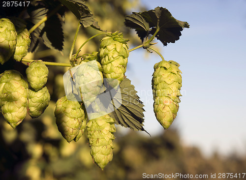 Image of Hops Plants Buds Growing in Farmer's Field Oregon Agriculture