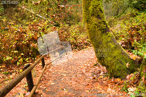 Image of Marked Path Rainforest Trail Pacific Northwest West Coast