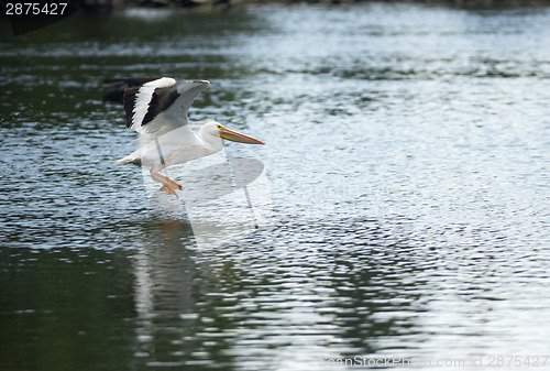 Image of Pelican Bird Amimal Wildlife Flies into Landing Lake Klamath