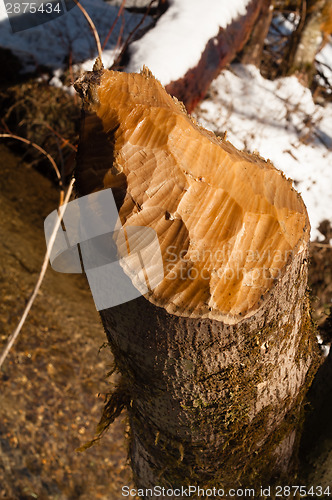 Image of Tree Stump Cut Off Beaver Teeth Carving Winter Outdoor
