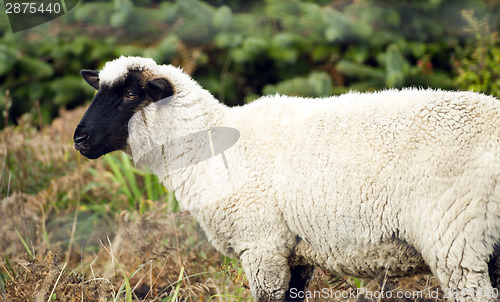 Image of Sheep Ranch Livestock Farm Animal Grazing Domestic Mammal