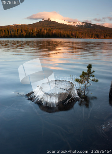 Image of Partially Submerged Stump Lakefront Big Lake Mt Washington Orego