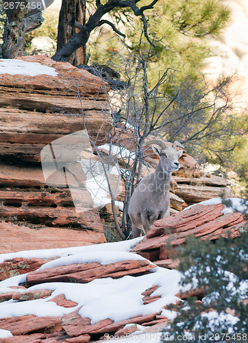 Image of Wild Animal Alpine Mountain Goat Sentry Protecting Herd Flank Fo