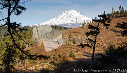 Image of Adams Forest Clear Cut Logging Slash Land Devastation Deforestat