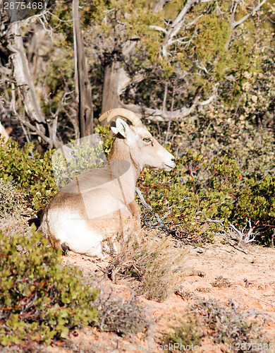 Image of Wild Animal Alpine Mountain Goat Lays Resting High Forest