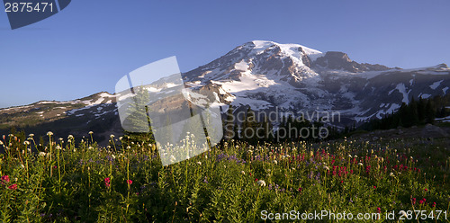 Image of Late Summer Wildflowers Mt. Rainier National Park Skyline Trail