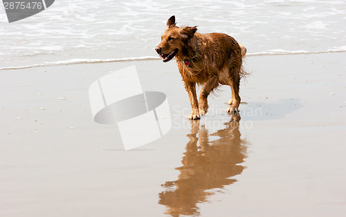 Image of Irish Setter Golden Retriever Dog Running Ocean Surf Sandy Beach