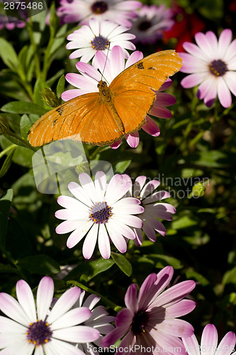 Image of Stationary Butterfly