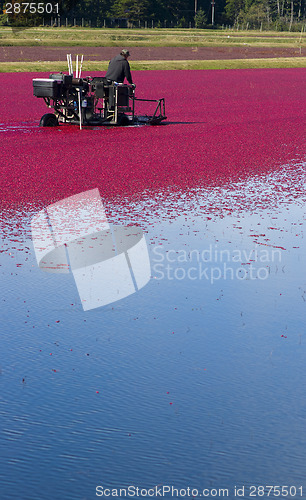 Image of Cranberry Farmer