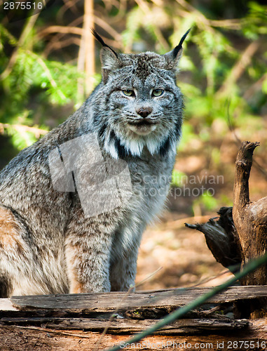 Image of Wildcat Lynx Medium Sized Wild Animal Cat Genus Felis