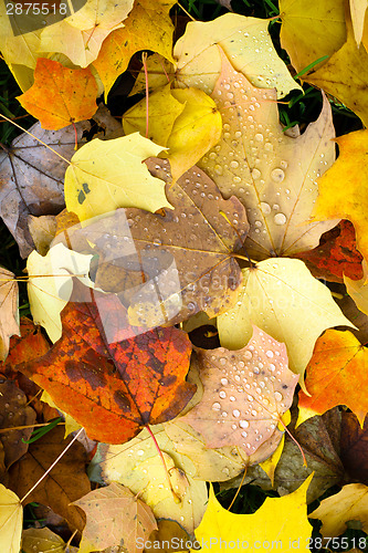 Image of Leaves Fallen Winter Nature Ground Autumn Season Change Dew Drop