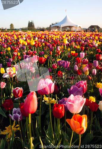 Image of Neat Rows of Tulips Colorful Flowers Farmer's Bulb Farm