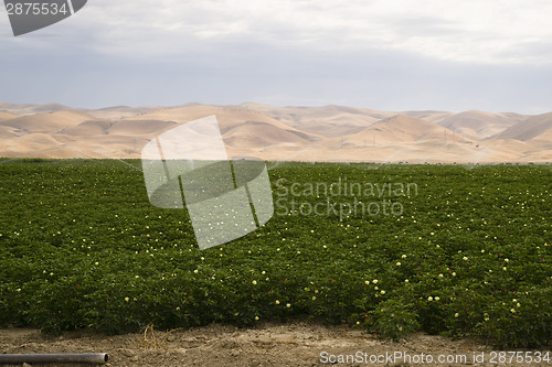 Image of Lush Green Farm Land Agriculture Field California United States