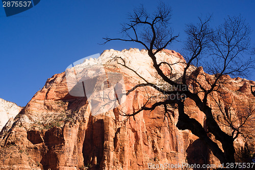 Image of Leafless Tree Silhouette Contrast Against Red Rock Desert Mesa Z