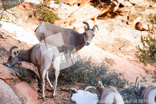 Image of Wild Animal Alpine Mountain Goat Band Searching Food High Forest