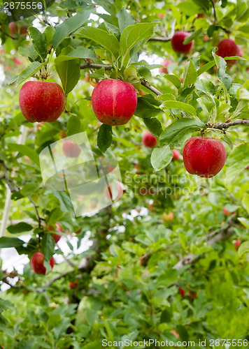 Image of Vertical Composition Red Apples Growing Eastern Washington Fruit