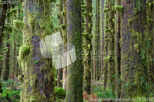 Image of Cedar Trees Deep Forest Green Moss Covered Growth Hoh Rainforest