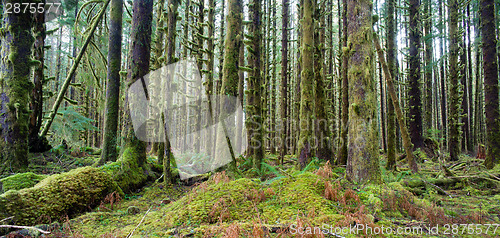 Image of Cedar Trees Deep Forest Green Moss Covered Growth Hoh Rainforest