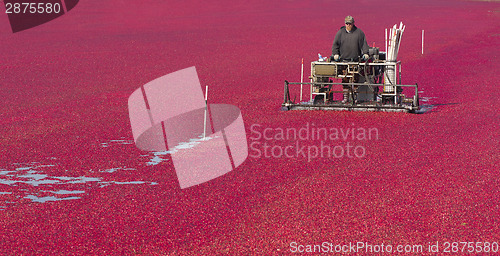 Image of Cranberry Farmer