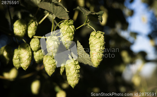 Image of Hops Plants Buds Growing in Farmer's Field Oregon Agriculture