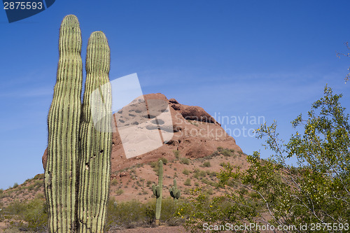 Image of Arizona Desert Landscape Red Rocks with Cactus