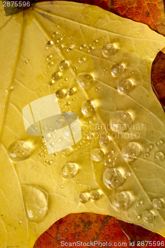 Image of Clear Dew Water Precipitation Droplets Drops Laying Autumn Leave