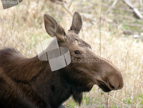 Image of Big Cow Moose Northern Alaska Wild Animal Wildlife Portrait