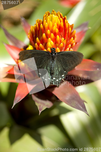 Image of Pipevine Swallowtail