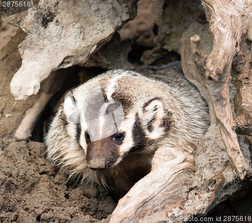 Image of North American Short Legged Badger Emerging from Safety of Burro