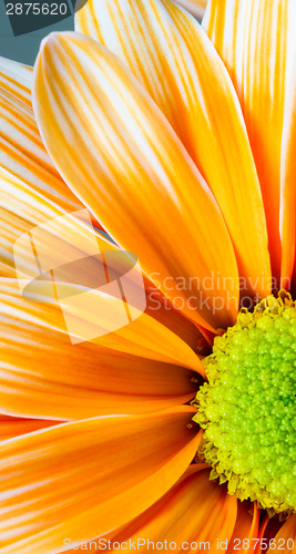 Image of Dyed Daisy Flower White Orange Petals Green Carpels Close up