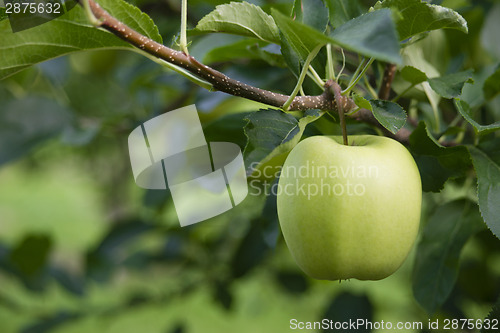 Image of Green Apple Granny Smith Fresh Food Fruit Produce Orchard Agricu