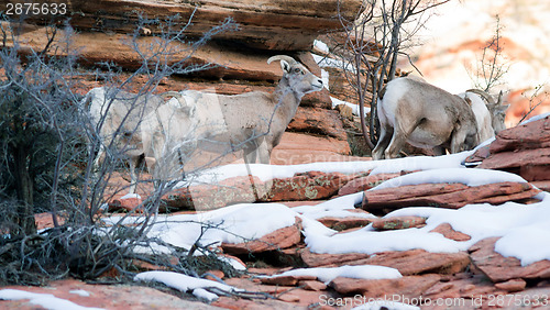 Image of Wild Animal Alpine Mountain Goat Band Searching Food High Forest