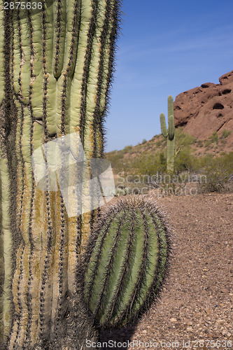 Image of Arizona Desert Landscape Red Rocks with Cactus