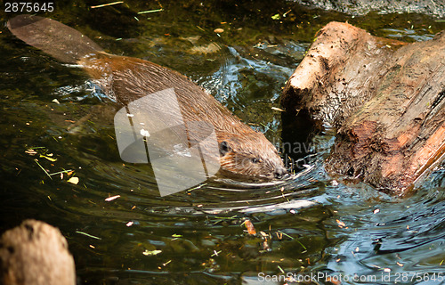 Image of North American Beaver Castor Canadensis Wild Animal Swimming Dam