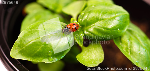 Image of New Start PLant Sweet Basil Herb Leaf Ladybug Insect