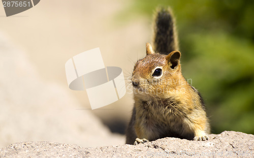 Image of Wild Animal Chipmunk Stands on Rock Viewing Outdoor Landscape