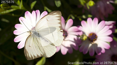 Image of Butterfly Moth