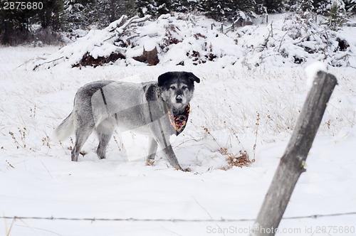 Image of Large Wolfhound Labrador Mix Dog Standing Over Animal Under Snow