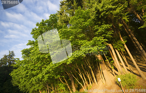 Image of One "No Something" Sign Short of Perfection Forest Trees