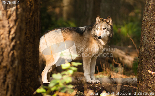 Image of North American Timberwolf Wild Animal Wolf Canine Predetor Alpha