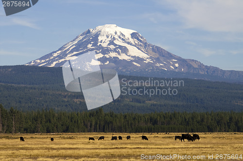 Image of Grazing Cattle Ranch Countryside Mount Adams Mountain Farmland L