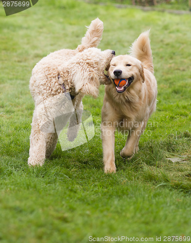 Image of Happy Golden Retreiver Dog with Poodle Playing Fetch Dogs Pets