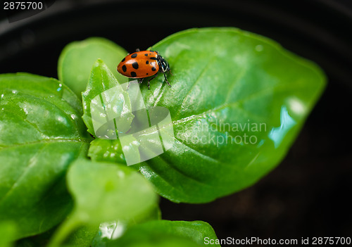 Image of New Start PLant Sweet Basil Herb Leaf Ladybug Insect