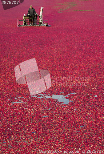 Image of Cranberry Bog